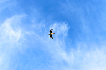 A seagull is flying in the blue sky. The free seabird hovers high.