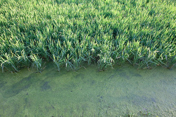 Tierras de cultivo del arroz