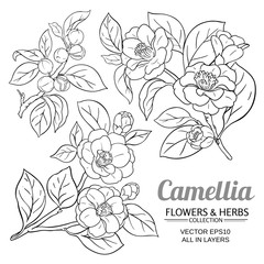 camellia vector set - obrazy, fototapety, plakaty
