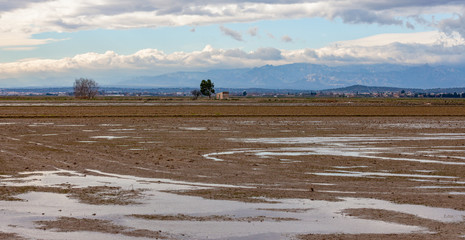 Fototapeta na wymiar Tierras de cultivo del arroz