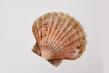 scallop shell 