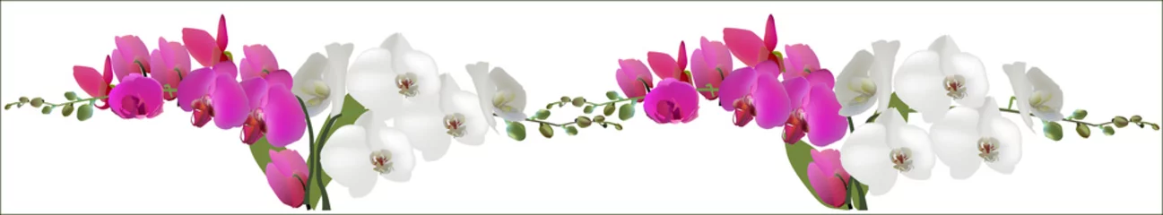 Crédence en verre imprimé Orchidée bande d& 39 orchidées claires et sombres sur blanc