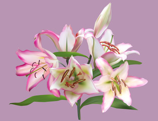 pink lily flower isolated on light lilac background
