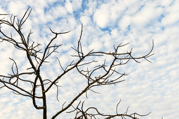 Dry trees and blue sky with white fluffy clouds