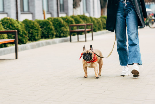 cropped view of woman in jeans and white sneakers holding leash and walking with cute french bulldog
