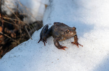 The frog is sitting in the snow and basking in the sun after anabiosis. The first days of spring.