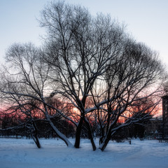 Winter landscape - dawn in the city Park