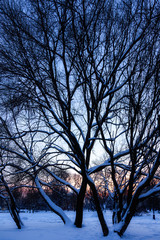 Winter landscape - dawn in the city Park