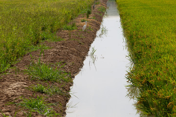 Obraz premium tierras de cultivo del arroz
