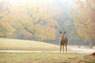紅葉-鹿-庭園-奈良公園-早朝