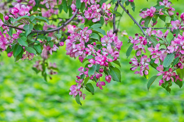 Flowering branches of a pink apple closeup on a green background
