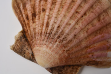 scallop shell 