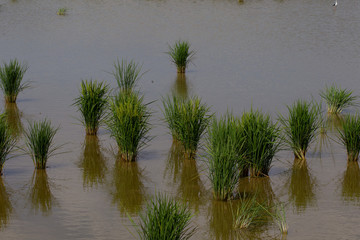 tierras de cultivo del arroz