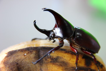 Dynastes tityus,the eastern hercules beetle