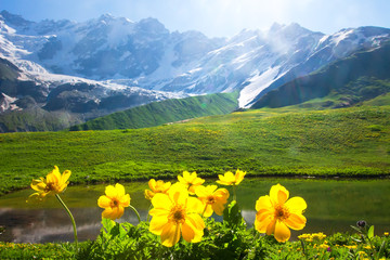 Alpine mountain landscape with yellow flowers on foreground on sunny bright day