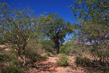 Baobab, Tanzania