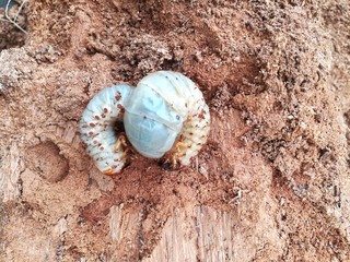 Dynastes tityus,the eastern hercules beetle,caterpillar