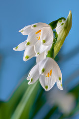 Obraz premium Märzenbecher