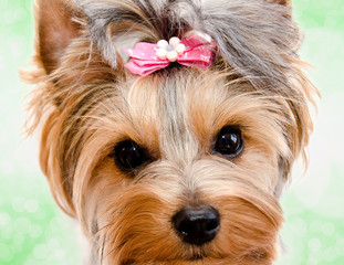 Beautiful funny puppy yorkshire terrier with bow isolated on a green background