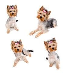 Collection of photos beautiful funny puppy yorkshire terrier with bow isolated on a white