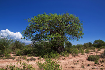 Baobab, Tanzania