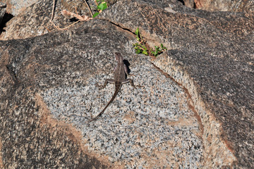 Bushmen village, Tanzania