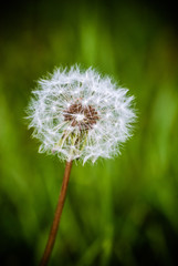 Fototapeta premium Gros plan sur une aigrette de pissenlit
