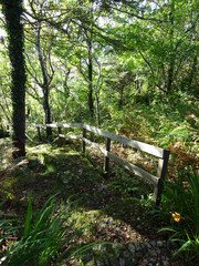 Idyllischer Weg &uuml;ber eine Treppe mit Holz Gel&auml;nder abw&auml;rts in einem Wald