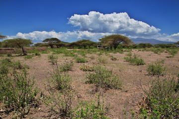 Bushmen village, Tanzania