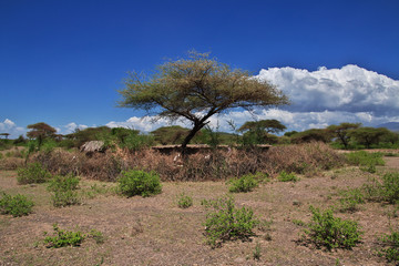 Bushmen village, Tanzania