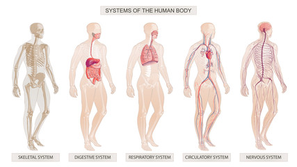 The vector illustration Human Body Systems Circulatory, Skeletal, Nervous, Digestive systems