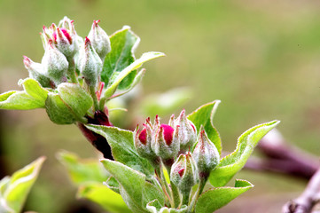 Gemme di fiore di melo