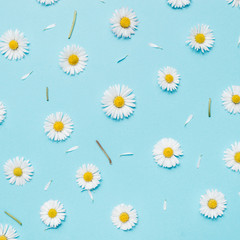 Pattern made of chamomiles, petals, leaves on pastel blue background. Spring, summer concept. Flat lay, top view, copy space