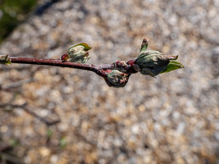 Apfel Galmac Austrieb