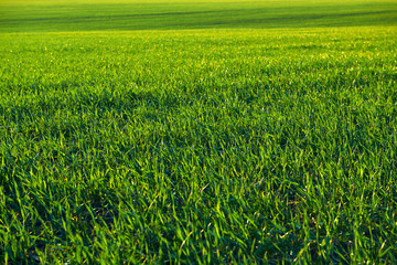 Young sprouts are on the field. Green grass closeup.
