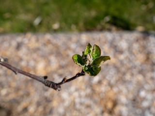 Bl&uuml;te Apfel Sirius Mausohrstadium