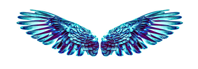 Angel wings an isolated on white background