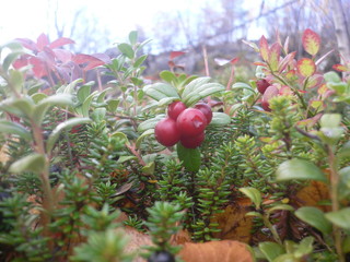 cowberry