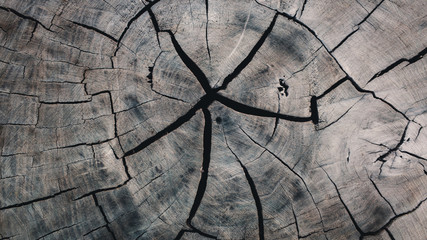 Obraz premium texture of wood