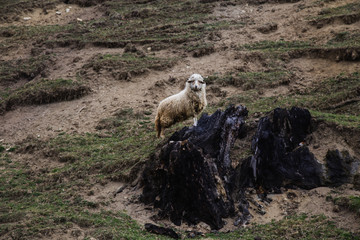 Spring landscape in the beautifull Carpathian village