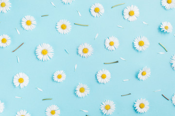 Pattern made of chamomiles, petals, leaves on pastel blue background. Spring, summer concept. Flat lay, top view, copy space