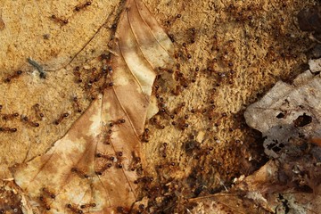 Rote Ameisen im Wald