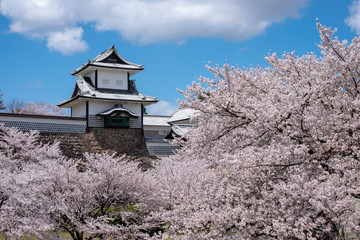 金沢城 石川門と満開の桜 © Shuichi Matsumoto