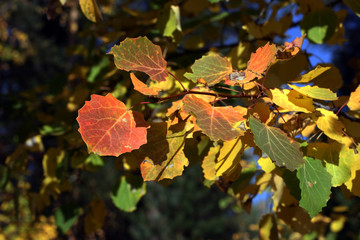 Multicolored autumn leaves background