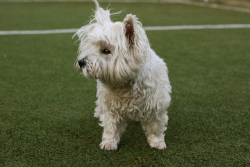 Westie, Westy Dog standing in grass