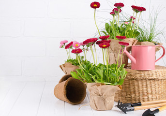 Gardening tools and daisy spring flowers ready for planting on white background