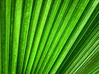 Obraz premium Full Frame Background of Green Palm Leaf Texture with Selective Focus