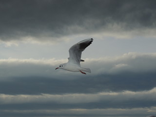 seagull, bird, sky, gull, flying, flight, fly, sea, blue, nature, animal, freedom, white, wings, wing, birds, air, wildlife, soaring, clouds, soar, cloud, feather, summer