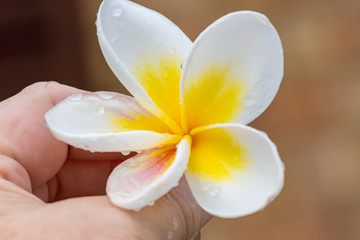 Rainy Day Yellow and White Frangipani Flowers