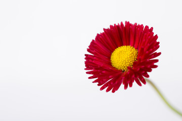 Closeup of pink spring  delicate small  bellis daisy flower © Iryna